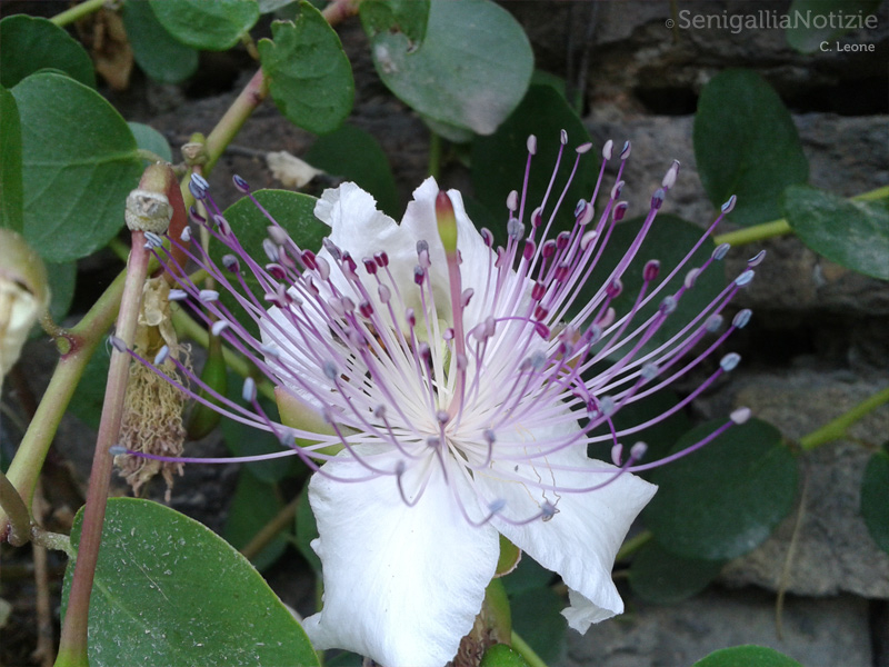21/06/2012 - Uno splendido fiore...