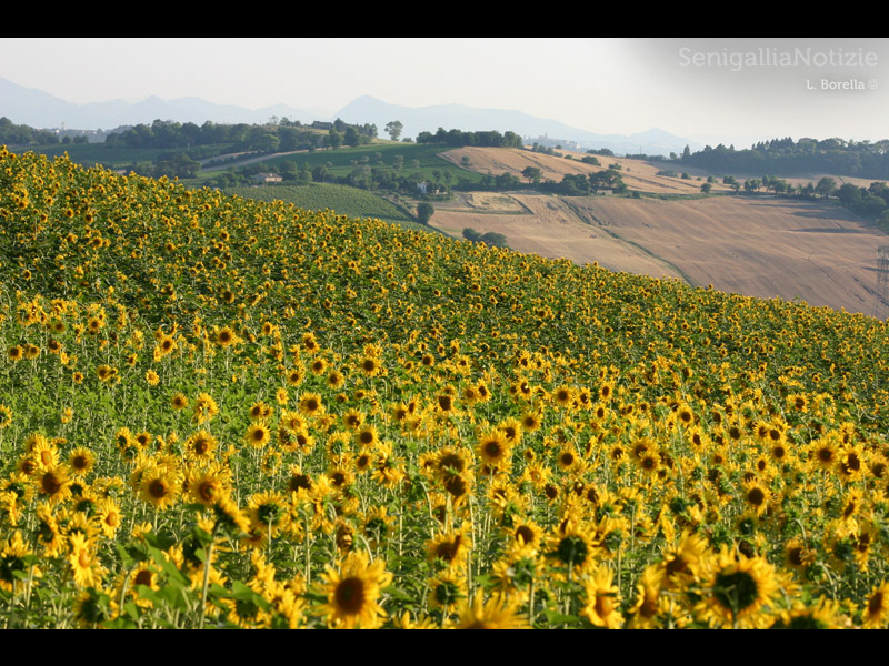 22/06/2012 - Campo di girasoli