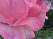 19/06/2012 - Una rosa... rosa