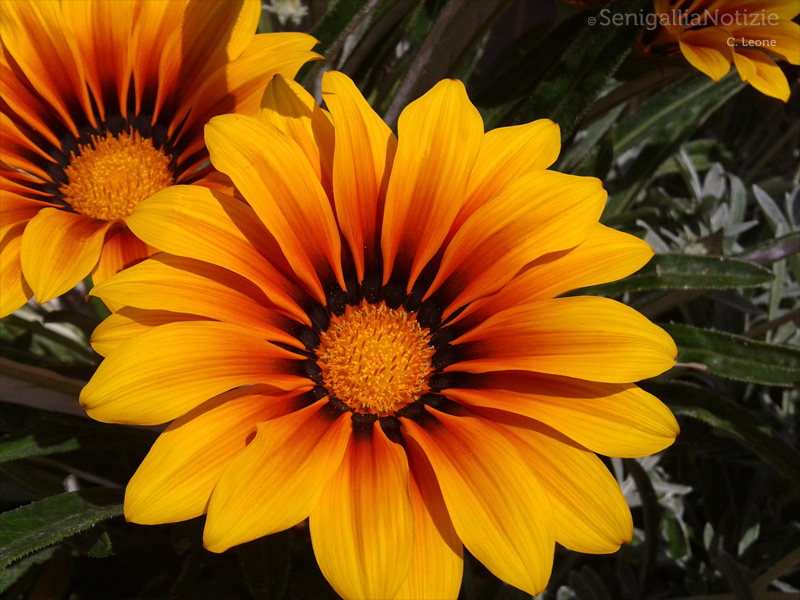 01/06/2013 - Fiori arancio