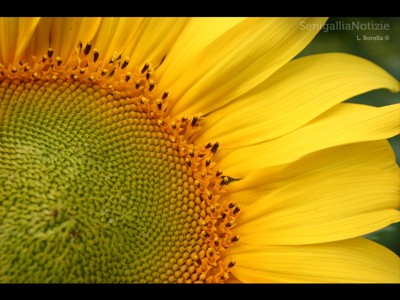 10/06/2013 - Girasole