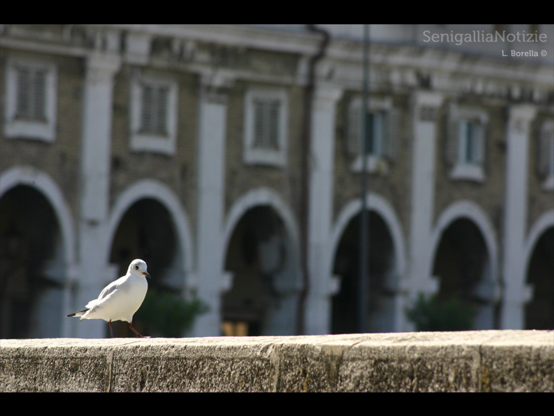 15/06/2013 - Un gabbiano sul ponte del Misa