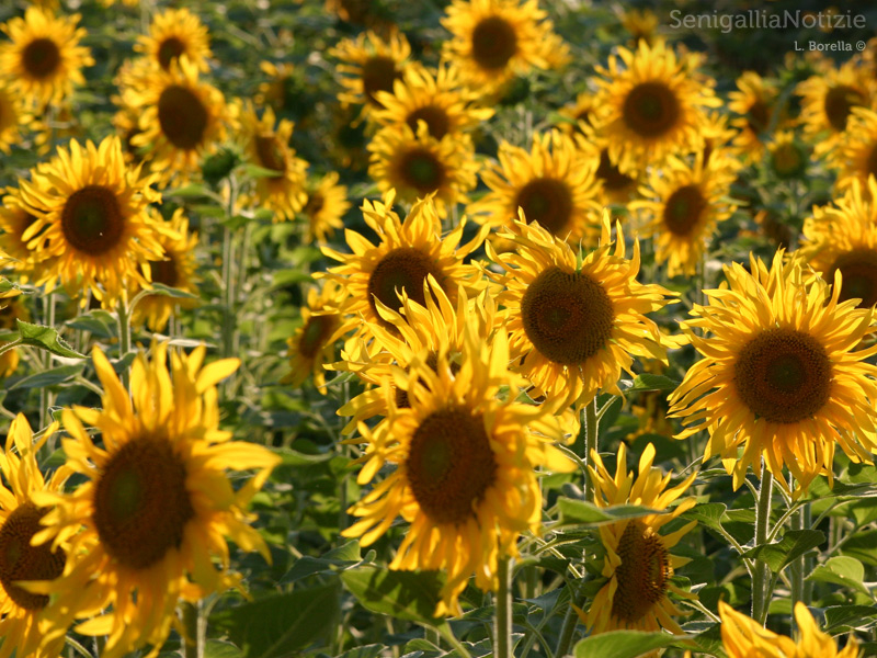 19/06/2013 - Campo di girasoli