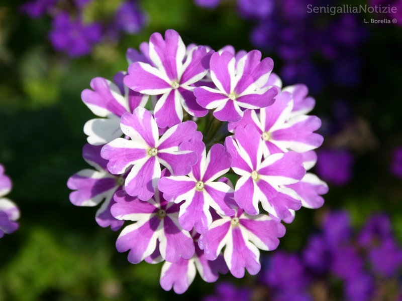 23/06/2013 - Bouquet di bianco e viola