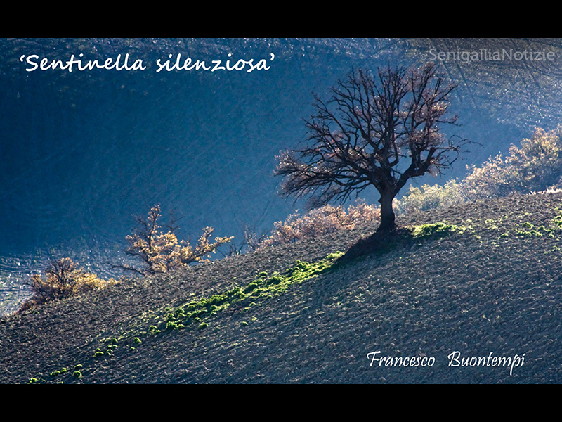 03/06/2015 - Sentinella silenziosa