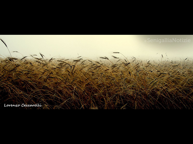 04/06/2015 - Campo di grano