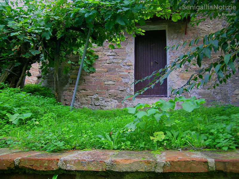 06/06/2015 - Vigna in casa