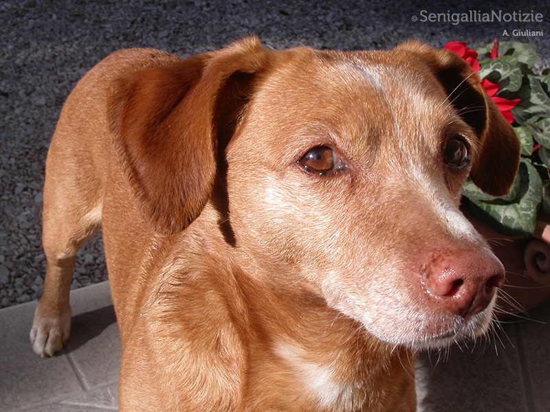 08/06/2015 - Il miglior amico dell'uomo