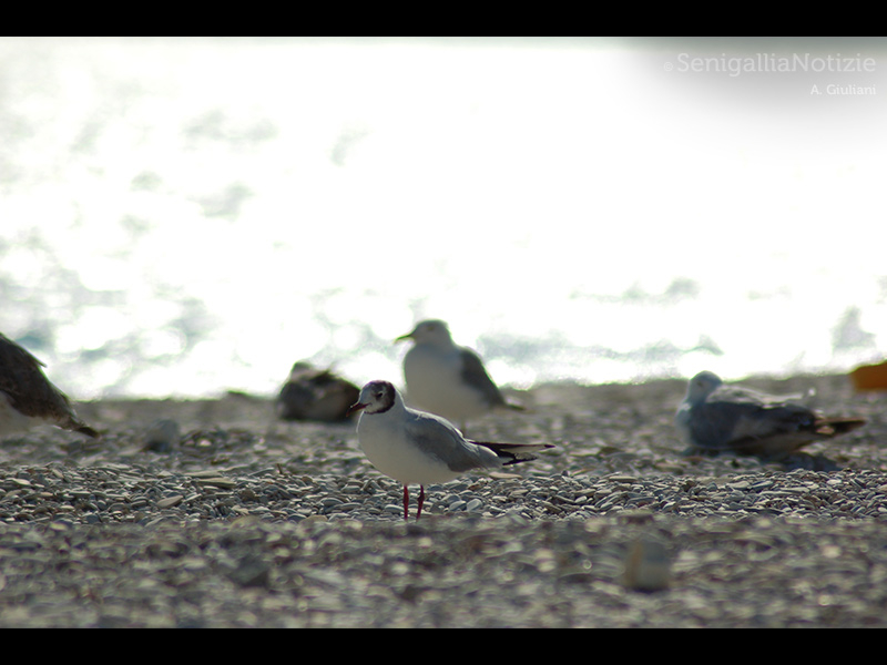 21/06/2015 - Gabbiani in riva al mare