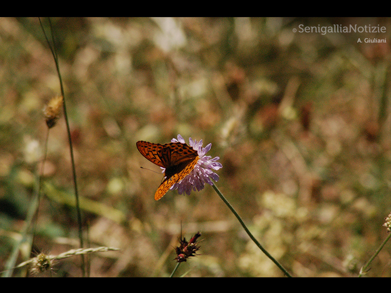 24/06/2015 - Farfalla in primo piano