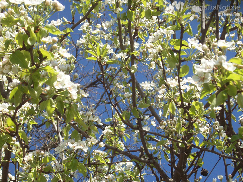 28/06/2015 - Albero in fiore