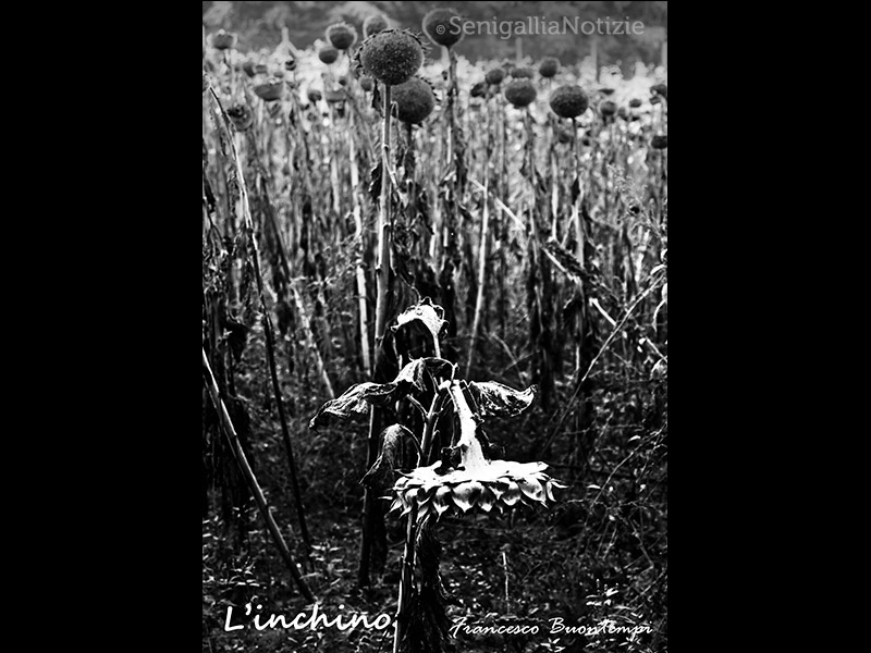 29/06/2015 - L'inchino