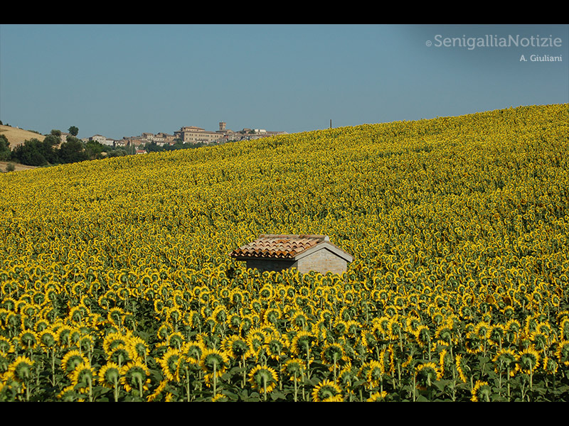 30/06/2015 - Un tetto spunta tra i girasoli