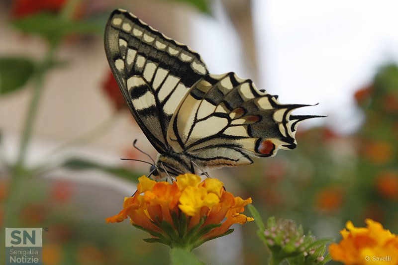 02/06/2017 - Leggerezza