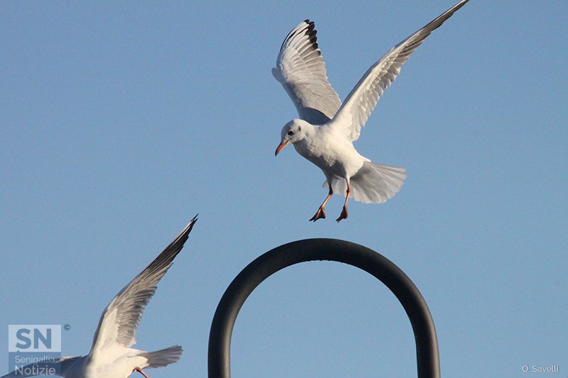 05/06/2017 - La poltrona