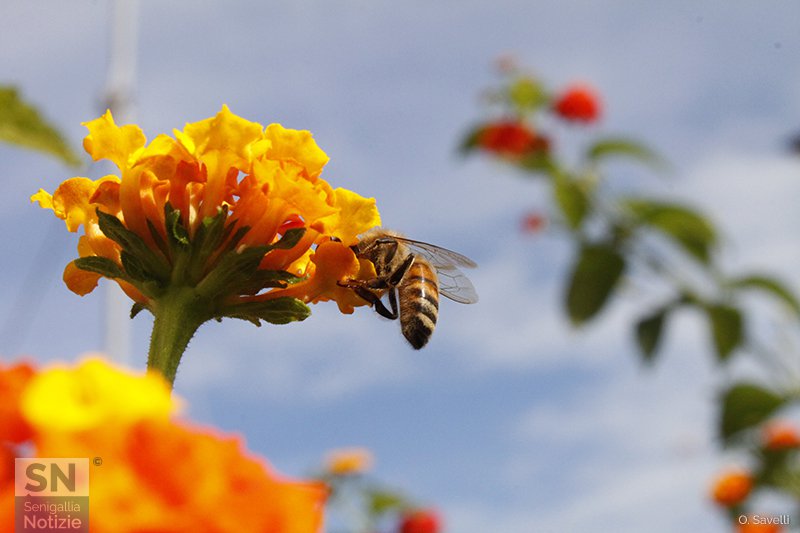 08/06/2017 - Lavoro a colori