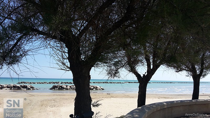 13/06/2017 - Pini marittimi