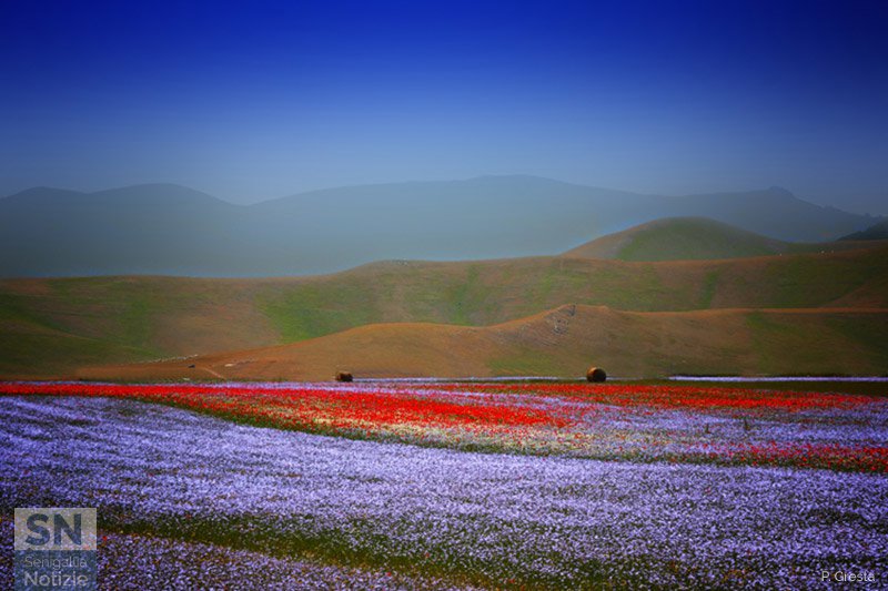 23/06/2018 - Castelluccio