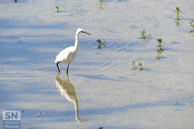 10/06/2019 - L'airone sul Misa