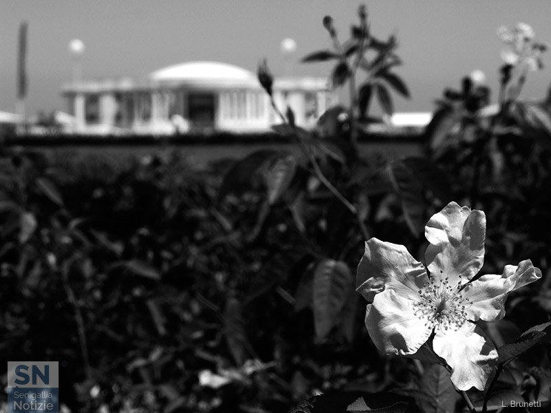 26/06/2019 - Fiore al mare