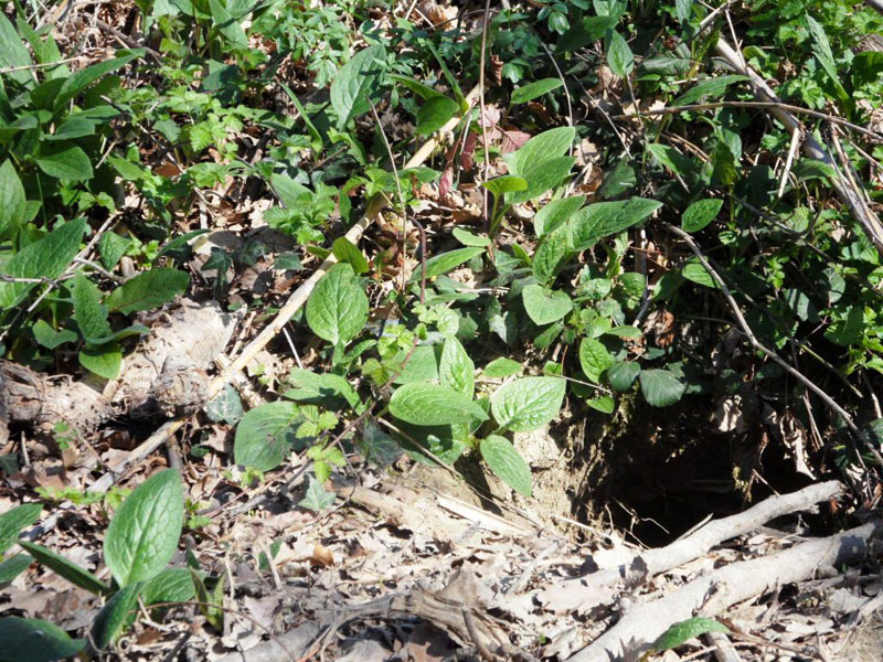 Tane di animali lungo il Misa