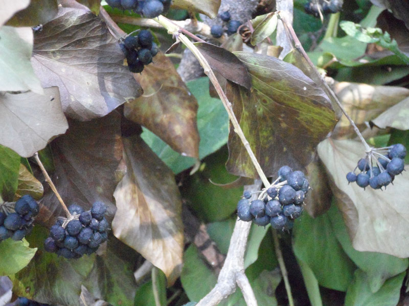 Flora lungo il fiume Misa