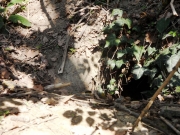 Tane di animali lungo il Misa