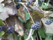 Flora lungo il fiume Misa