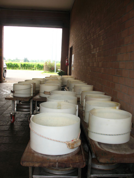 La lavorazione del Parmigiano nei caseifici dell'Emilia