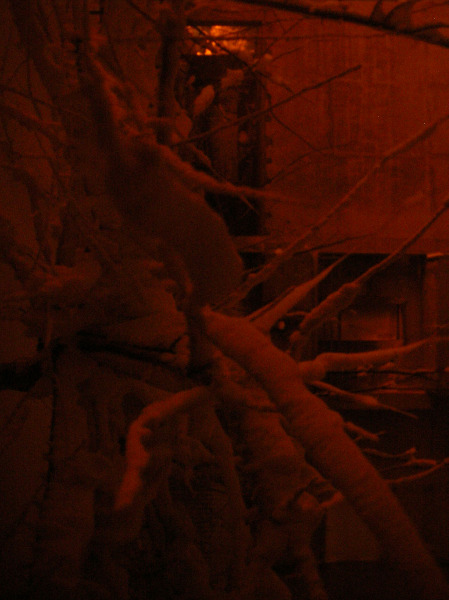 Neve a Ripe in notturna