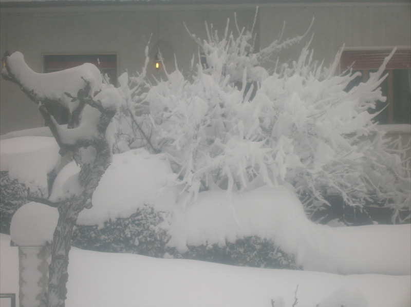 Immagini della neve da Ripe