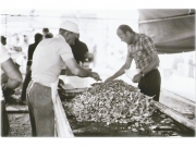 La distribuzione del pesce fritto (anni \'70)