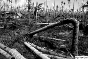 Le Filippine devastate dal tifone Haiyan
