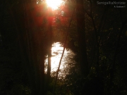 27/07/2012 - Il sole tra gli alberi