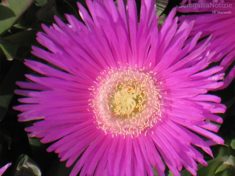 09/07/2013 - Fiore di una pianta grassa