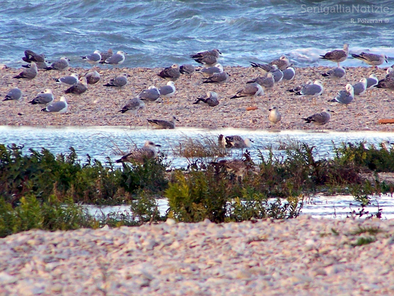 12/07/2013 - Gabbiani in spiaggia