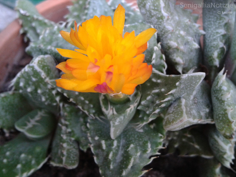 13/07/2013 - Fiore sbocciato da una pianta grassa