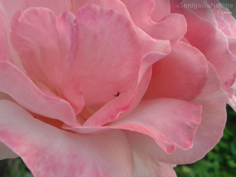 21/07/2013 - La rosa e l'ospite