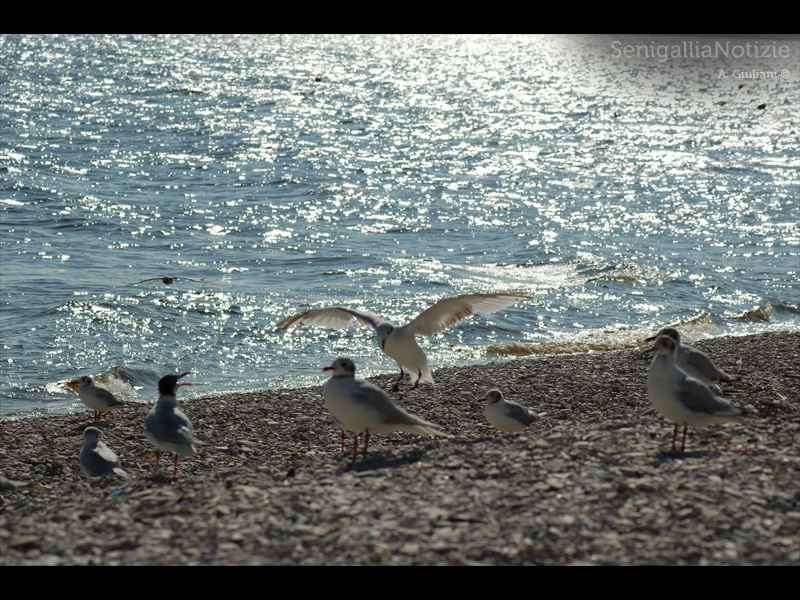 22/07/2013 - Ali al sole