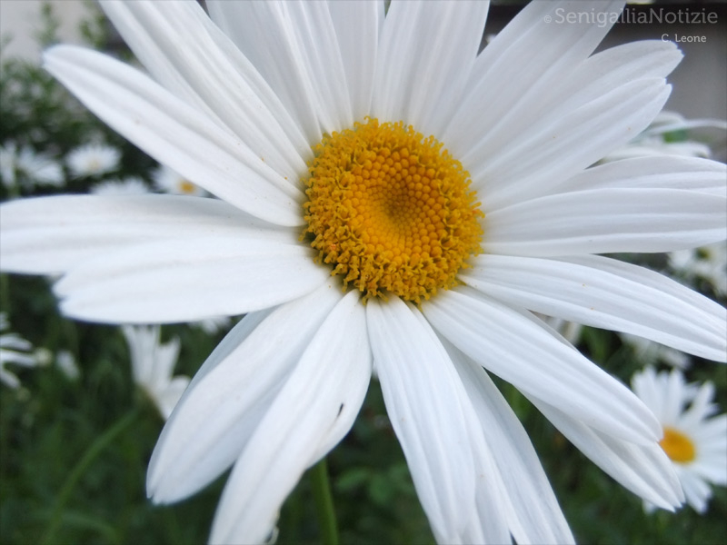 27/07/2013 - Margherita in primo piano