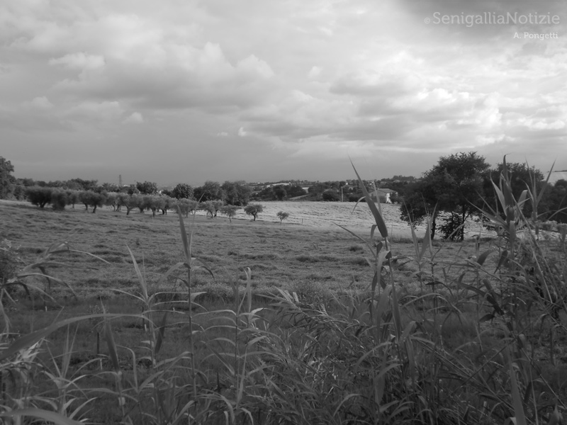 01/07/2014 - La campagna in una giornata nuvolosa