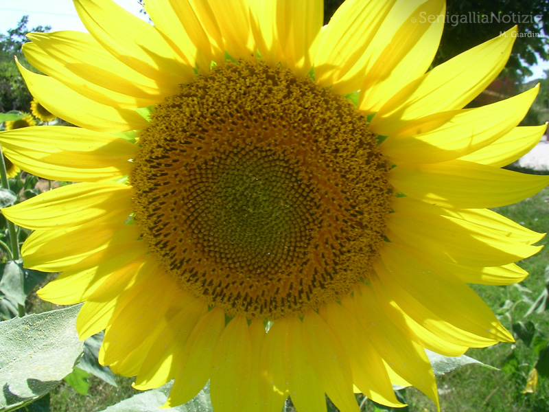 03/07/2014 - Splendido girasole