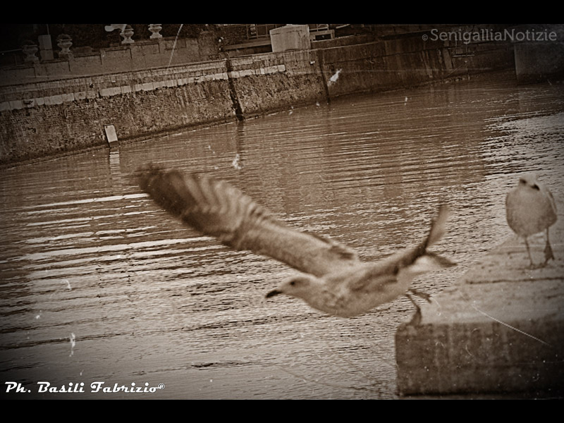 18/07/2014 - Gabbiani che spiccano il volo