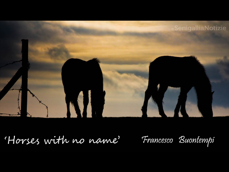 25/07/2014 - Horses with no name