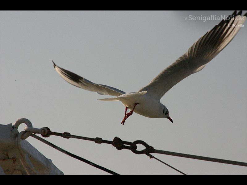 05/07/2015 - In volo...