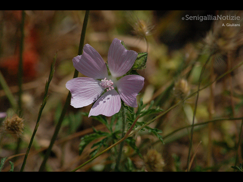 12/07/2015 - La natura in versione macro