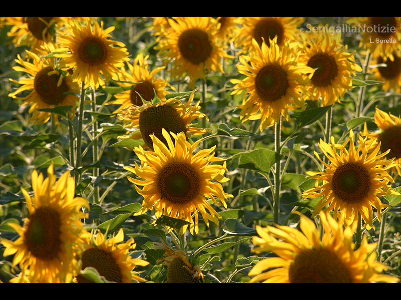 15/07/2015 - Campo di girasoli