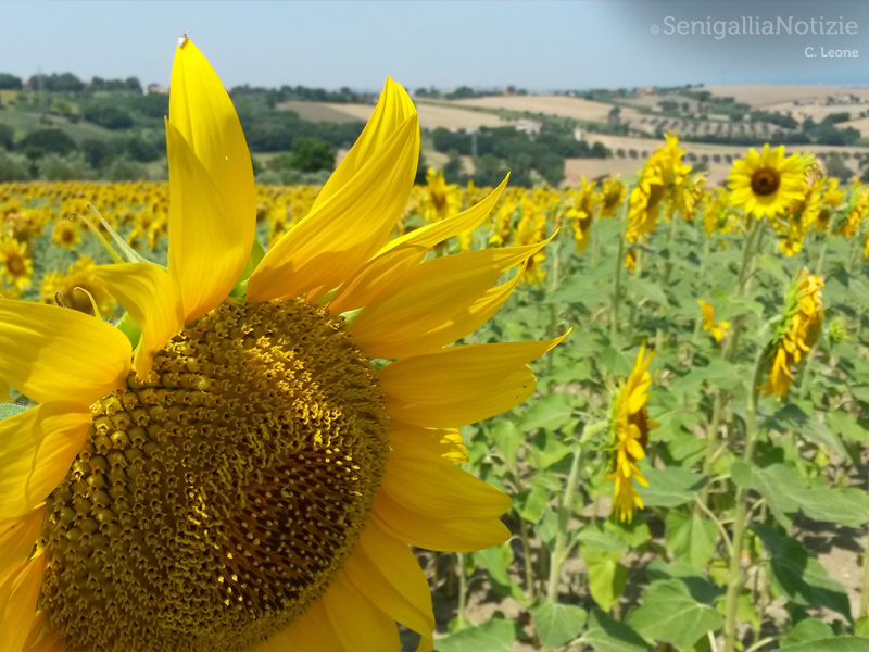 21/07/2015 - I girasoli della campagna senigalliese