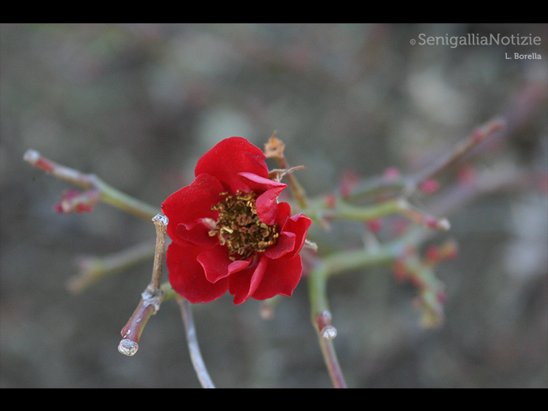 22/07/2015 - Bocciolo rosso