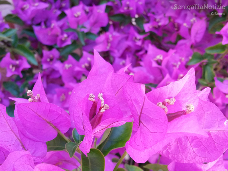 23/07/2015 - Pianta fiorita